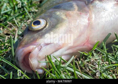 Fish caught in the river, lying on the grass.. Stock Photo