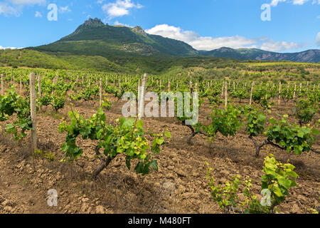 Beautiful green vineyards on fields in mountains of Crimea. Stock Photo