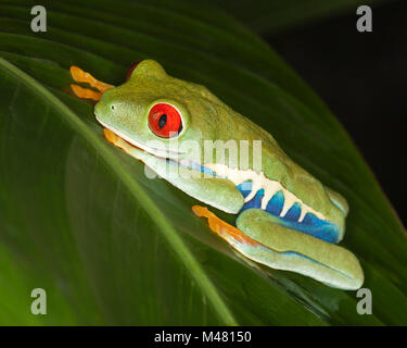 Red-eyed Tree frog (Agalychnis callidryas) on rainforest leaf, also known as Red-eye Leaf Frog Stock Photo