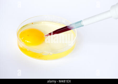 In vitro fertilization Stock Photo