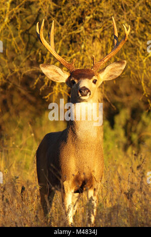 A Black-tailed Deer buck standing tall as it emerges from the forest. Stock Photo