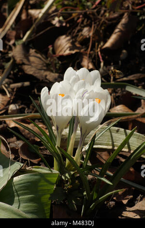 Crocus vernus ssp. albiflorus, White spring crocus Stock Photo