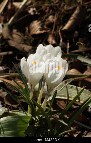 Crocus vernus ssp. albiflorus, White spring crocus Stock Photo