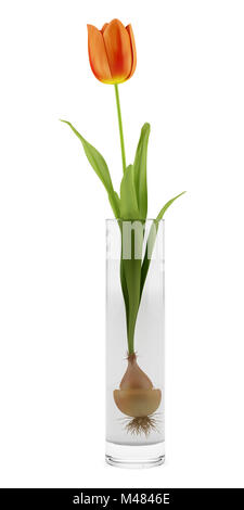 tulip in glass vase isolated on white background Stock Photo