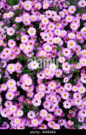 Small garden Astra flowers. Group of Alpine asters (Aster Alpinus Stock ...