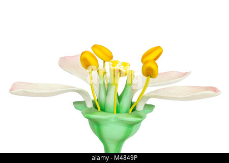 Model of flower with stamens and pistils on white background Stock Photo