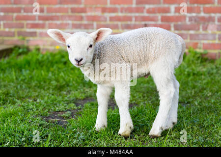 One white newborn lamb standing in green grass with wall Stock Photo