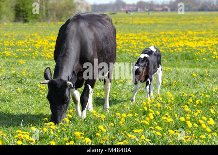 black and white spotted calf in straw Stock Photo - Alamy