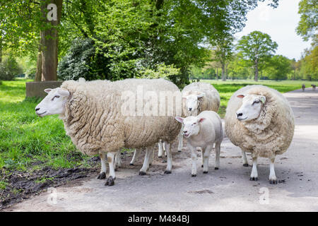 Group of white sheep and lamb on road in nature Stock Photo