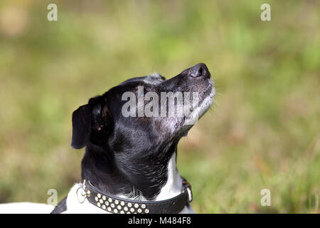 sweet little dog running free on pasture Stock Photo