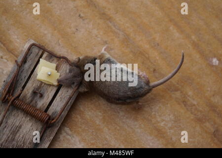Spitzmaus (Soricida) in einer Mausefalle gefangen Stock Photo