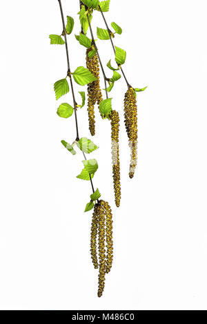 Twigs of a birch tree with green leaves and catkins. Stock Photo