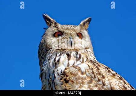 western Siberian eagle-owl Stock Photo