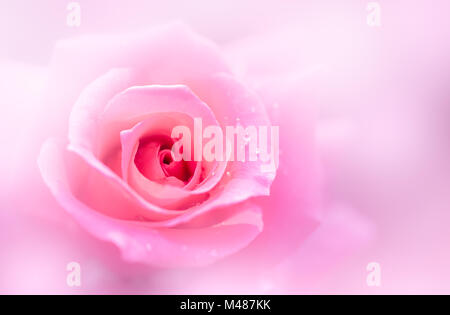 close up of fresh pink rose flower selective focus, love and valentine concept Stock Photo