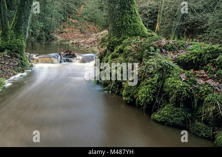 Forest creek in late autumn / Schierenwald - Schleswig-Holstein Stock Photo