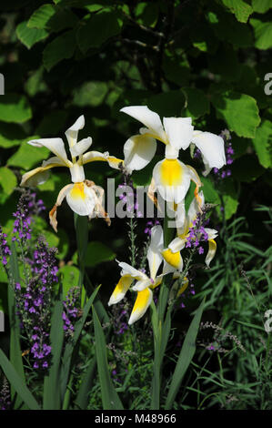 Iris orientalis, Syn. ochroleuca, Turkish iris Stock Photo