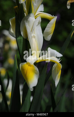 Iris orientalis, Syn. ochroleuca, Turkish iris Stock Photo