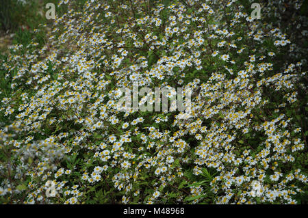 Chrysanthemum parthenium, Syn. Tanacetum parthenium, Feverfew Stock Photo