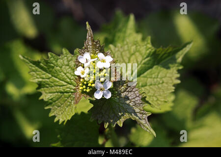 Gemeines Lauchkraut, Knoblauchsrauke (Alliaria petiolata, Alliaria officinalis)