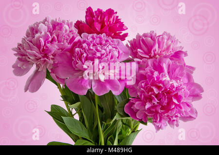 Bouquet of five pink peonies on pink gradient background Stock Photo