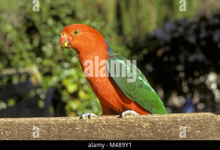 Australian King Parrot (Aliseris scapularis) perched on a garden fence in the Shoal bay area, New South Wales. Stock Photo