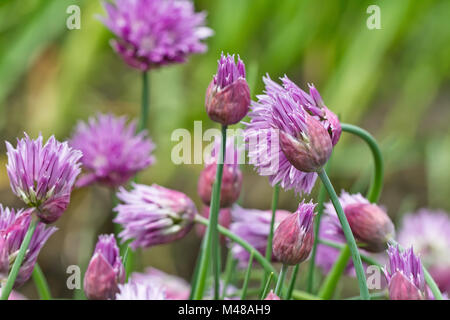 Flowering  perennial plants of the Siberian onion Stock Photo