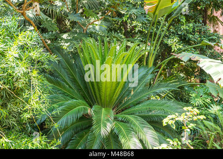 Tropical greenhouse in the Parc de la Ciutadella, Barcelona Stock Photo