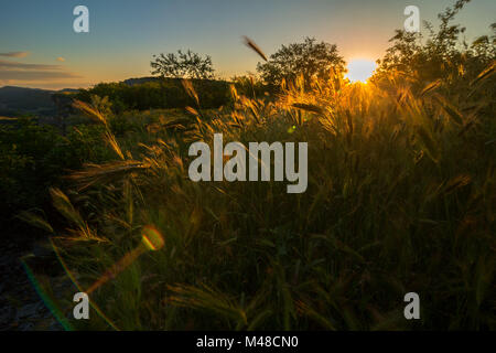 Rays of setting sun illuminate the rye field. Stock Photo