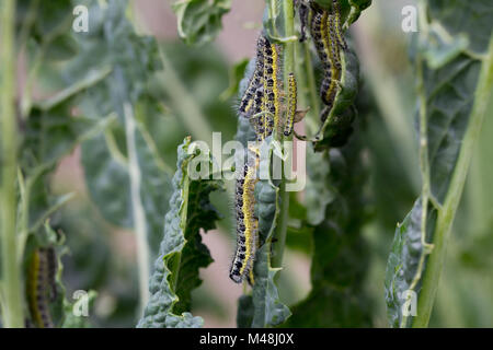 Cabbage White Caterpillars Foraging Stock Photo