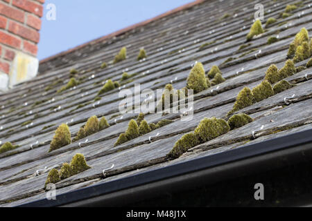 Green moss on slate roof tiles Stock Photo