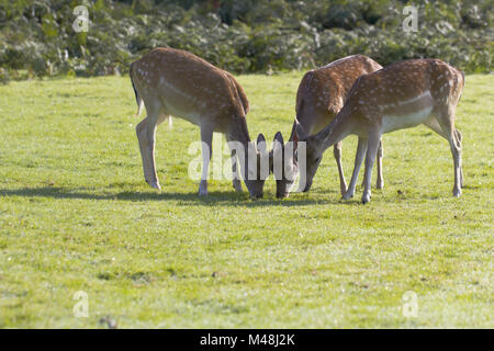 Three Fallow deer grazing on grass Stock Photo