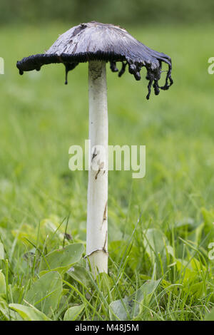 Shaggy Ink Cap (or Coprinus comatus fungi) edible mushroom Stock Photo
