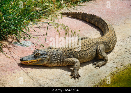 Alligator or crocodile in zoo Stock Photo