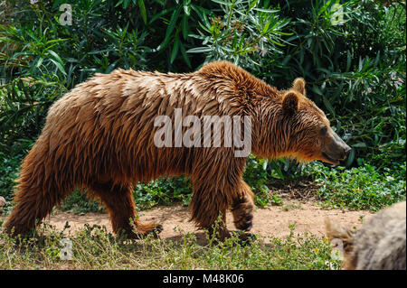 Brown bear in zoo Stock Photo