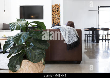 Indoor plant in contemporary living room horizontal Stock Photo