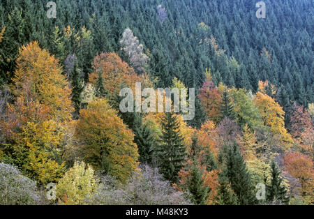 Mixed forest in autumn / Sieber-Valley  -  Harz Stock Photo