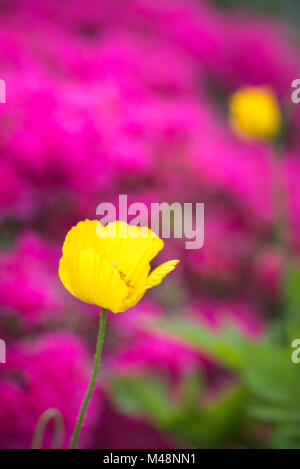Yellow iceland poppy bud Stock Photo