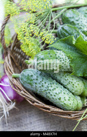 Fresh cucumbers in wicker basket with dill and onion Stock Photo