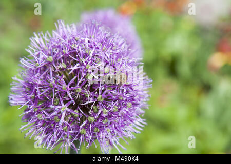 Bee collects pollen and nectar from beautiful blooming purple Allium Stock Photo