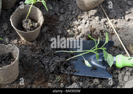 Planting young peppers seedlings in peat pots on soil background Stock Photo