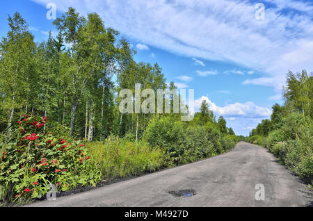 Dirt road through the forest - summer landscape Stock Photo