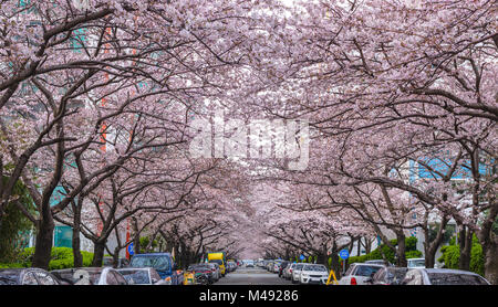 Cherry Blossom at Namcheon Street, Busan, Korea Stock Photo