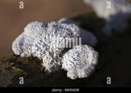 Lichen growing on a dead tree Stock Photo