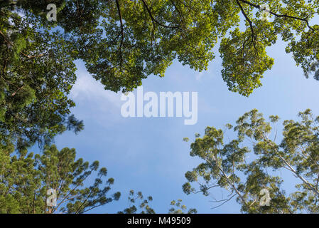 Looking up to the top of a stand of native Australian trees including Hoop Pines and Flooded Gums at the Yarriabini National Park in NSW, Australia Stock Photo