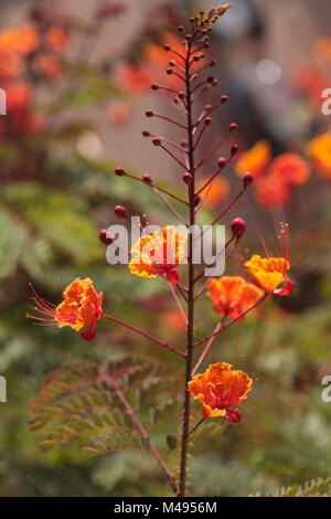 Peacock flower, scientifically known as Caesalpinia pulcherrima Stock Photo