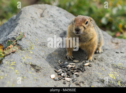 Arctic ground squirrel eating seeds on rock. Kamchatka. Stock Photo