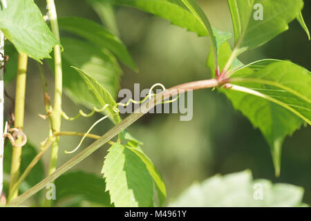 Parthenocissus quinquefolia, Virginian creeper, tendril Stock Photo