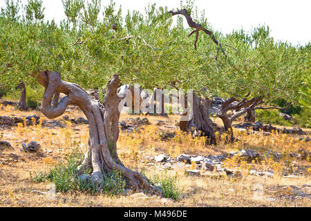 Old olive trees plantage in Dalmatia Stock Photo