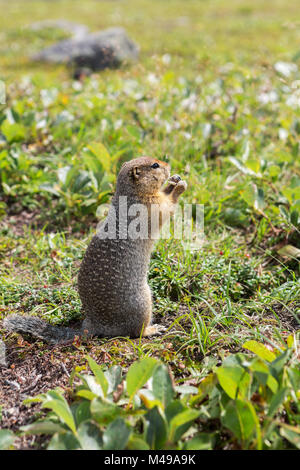 Arctic ground squirrel at foot of volcano on Kamchatka. Stock Photo