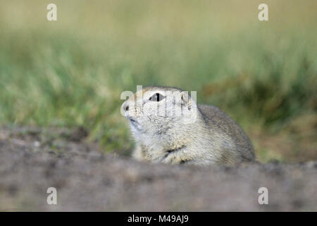 Richardsons Ground Squirrel is a North American ground squirrel species Stock Photo